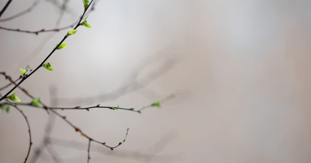 NÃO COMO O MUNDO Luís Pedro de Sousa